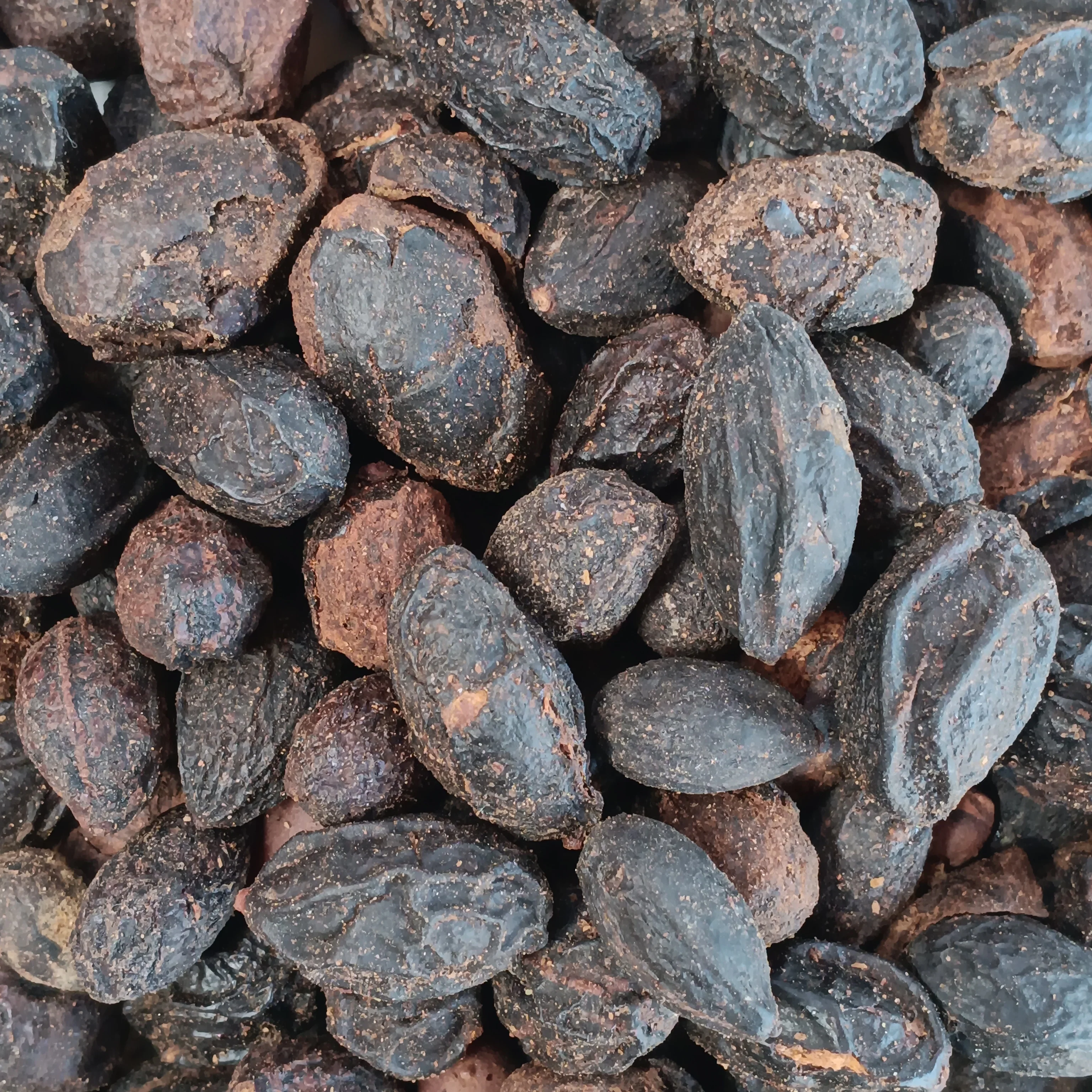 Palmier nain (Saw Palmetto)